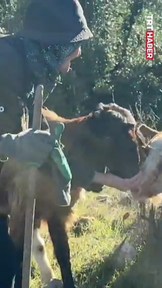 👵🏻 Antalya’da yaşayan 96 yaşındaki Emine Tektaş namıdiğer “Melli Nine”, hayata neşesiyle tutunuyor. 🐐Gününü dağda keçilerine çobanlık yaparak geçiren Melli Nine, uzun yaşamın sırrını anlatıyor.
