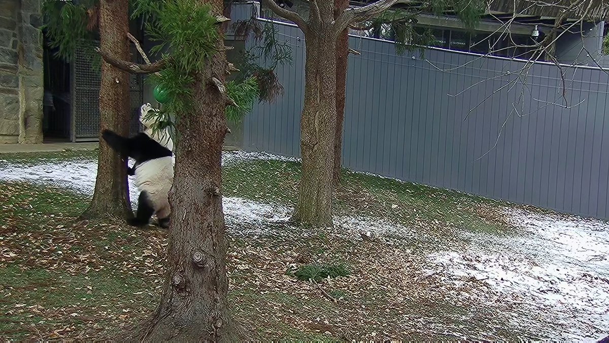 Snow much fun! ❄️ Bao Li and Qing Bao got beary silly in D.C.’s winter wonderland today. ✨ Make your own winter magic at ZooLights—every ticket supports animal care and conservation. Select nights through Jan. 3. 🎟️