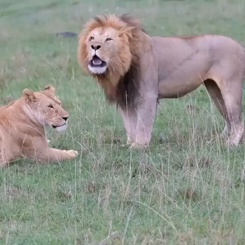 This lion dad was making an announcement when his cub came to greet him 🦁