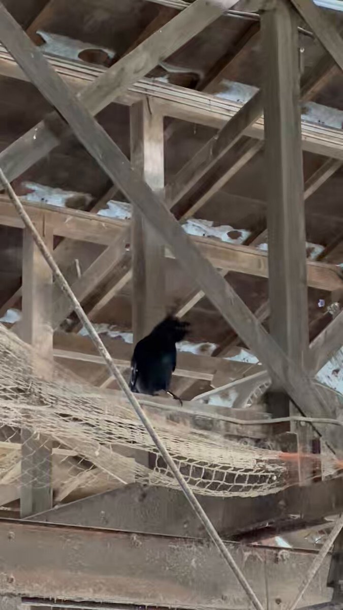 うちの従業員の牛追ってる時の声やん……🤣🤣🤣🤣爆笑 🐦‍⬛<アイヨッアイヨッ