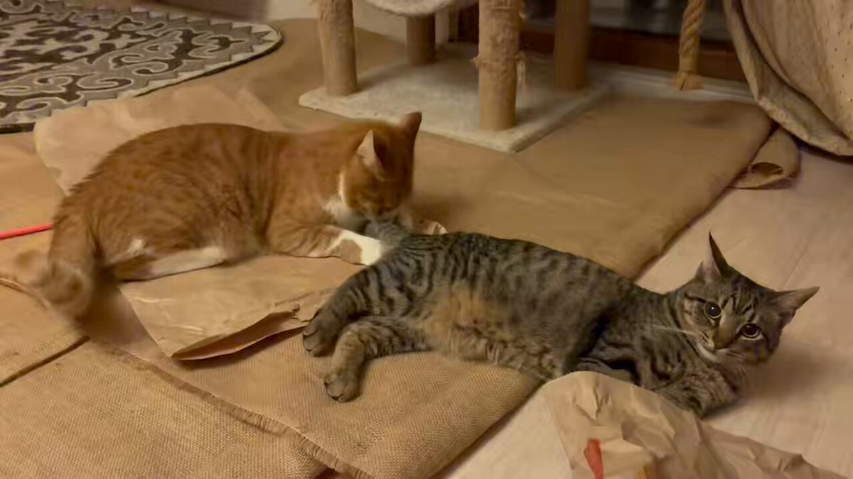弟のしっぽが楽しくなっちゃった兄が、怒られてシュンと丸まっていました。 #猫のたぬき #猫のねずみ