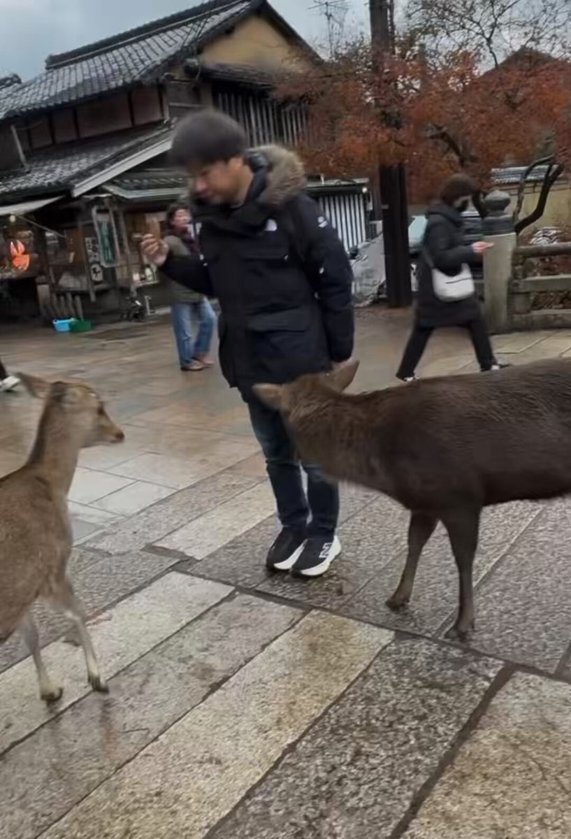 奈良公園の鹿は、本当に凄い歴史を持っています。 福島大学などの研究によると、奈良公園の鹿は紀伊半島の他の鹿集団から遺伝的に分岐したのが約1400年前と推定されていて、これは春日大社の創建年である768年と非常に近い時期にあたります。 このことから、鹿が神の遣いとして大切に保護され、どこへも移動することなく千年以上同じ場所で暮らし続けた結果、独自の遺伝系統を保ってきたことが科学的に裏付けられています。 野生鹿の群れが、千年以上もの長い年月を特定の地域に留まり続けるということは奇跡的で、まさに「生きる文化財」と呼ぶにふさわしい存在です。 大切にしたいですね。