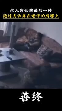 老人離世前，快速移步到坐在沙發上的老伴，整理了一下自己，躺在老伴的肩膀上溘然長逝......