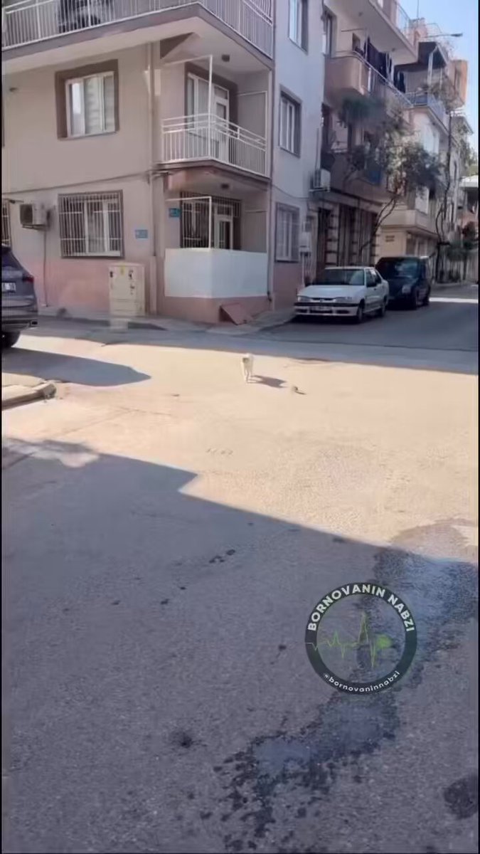 🔸İzmir Bornove Yeşilova mahallesinde bir kedinin fare ile olan dostluğu görenleri şaşırttı! . #pazartesi 200 Euro Cem Yılmaz Bilal Bebek #ÇokZor #antvgs #Jasmine MHP Sözünüz Var Hayırlı Sabahlar #Vekilimİçin Gökhan