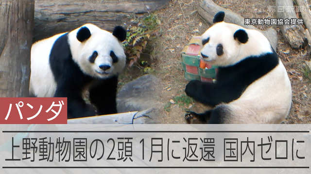 【動画】上野の双子パンダ、1月25日が最終観覧 中国への返還を正式発表 東京都は、上野動物園の双子のジャイアントパンダ、シャオシャオとレイレイについて、来年1月下旬に中国に返還すると発表しました。 最終観覧日は同月25日。 ファンからは寂しがる声があがっています。