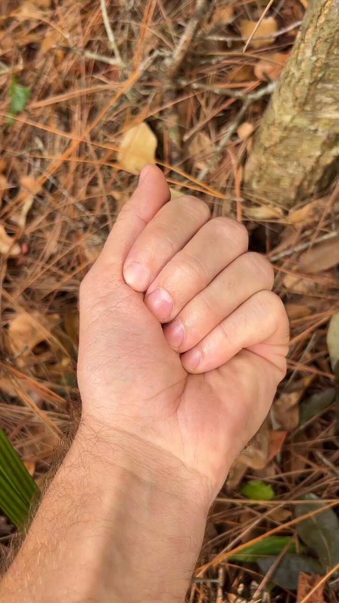 Tiny baby noodle 📹b.n_exotics