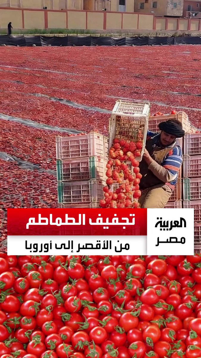 صناعة تمر بمراحل دقيقة قبل تصديرها إلى أوروبا والبرازيل.. مناشر تجفيف الطماطم تنعش مدينة القرنة بالأقصر بعد تجاوز الصادرات المصرية الـ100 مليون دولار سنويًا ومسؤول: "اكتسبت شهرة واسعة في العالم" #العربية_مصر