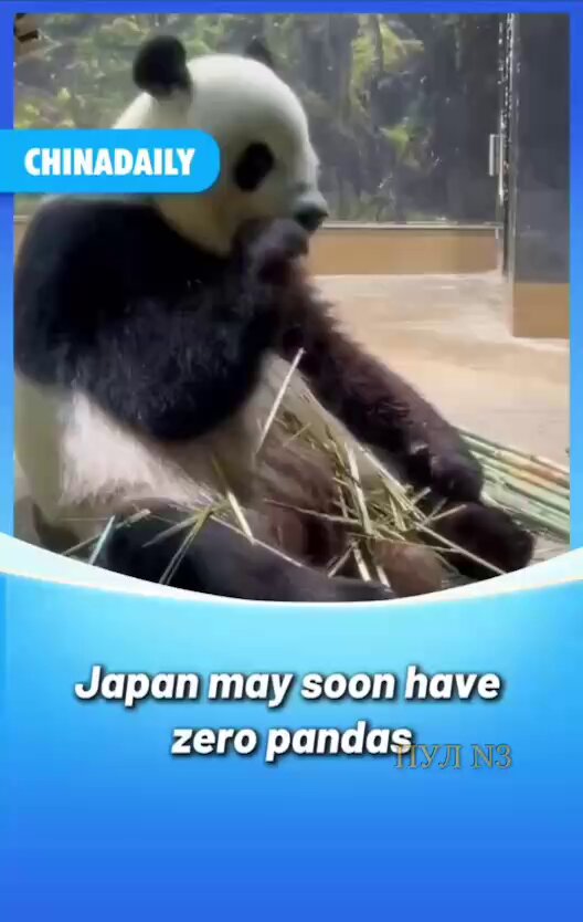 🐼🇯🇵🇨🇳 Japan will lose all its pandas in its zoos for the first time since 1973 due to cooling relations with China... The last remaining giant pandas in Japan, twins Xiao Xiao & Lei Lei from Ueno Zoo in Tokyo, are scheduled to be returned to China as their lease expires *Just for you to know: legally, all giant pandas worldwide are considered property of China, even those born in foreign zoos