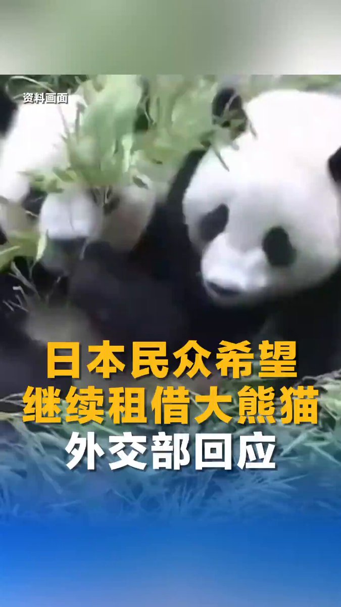 日本民眾希望繼續租借大熊貓 中國外交部回應