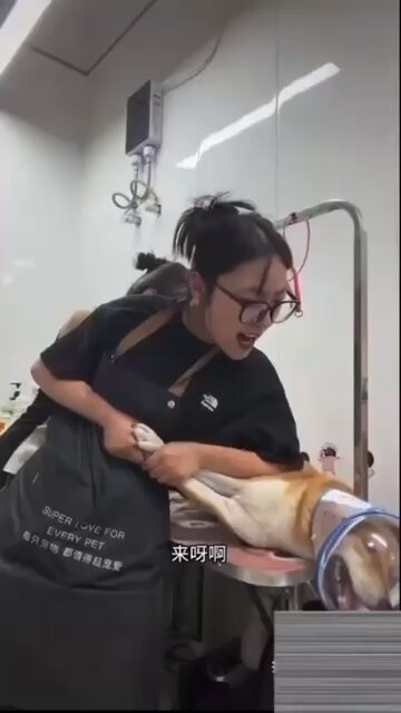 Because the Shiba Inu originates from #Japan, this is the way a Chinese pet groomer with nearly one million followers actually treats the breed.