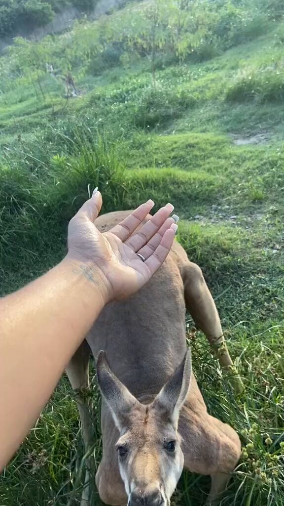 WHAT KANGAROOS SO BUFF FOR 😳