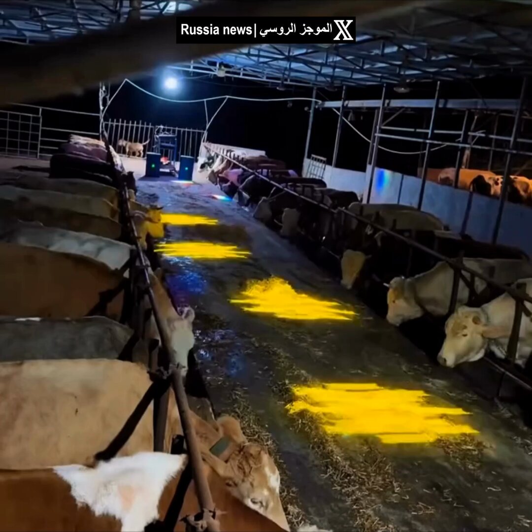 🚨⚡️ Wow! A farmer turns the barn into a daily disco for the cows to boost milk production! He confirms that music makes the cows calmer and happier, so the yield increases noticeably.. 🐄🎶 And the strangest thing is that science actually proves it… Music increases milk production!
