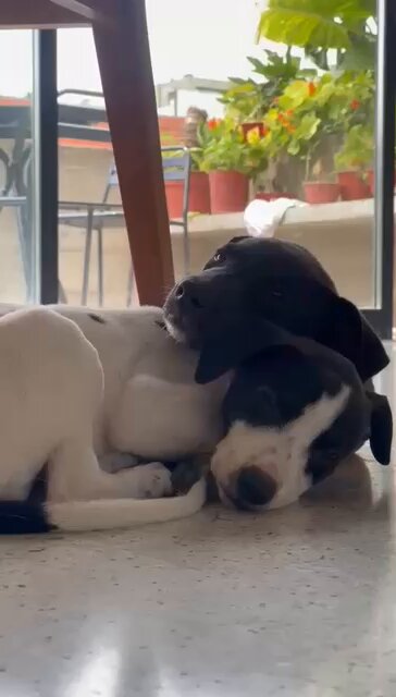 Queres adoptar a una bebé Galgui mix? Escribime 💖 Zonas CABA y GBA RT por favor que necesitan una casita que las ame mucho