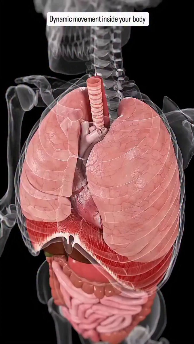 How The body moves through coordinated rhythms, from the steady beating of the heart to the expansion and contraction of the lungs and gentle wave-like motions throughout the body.