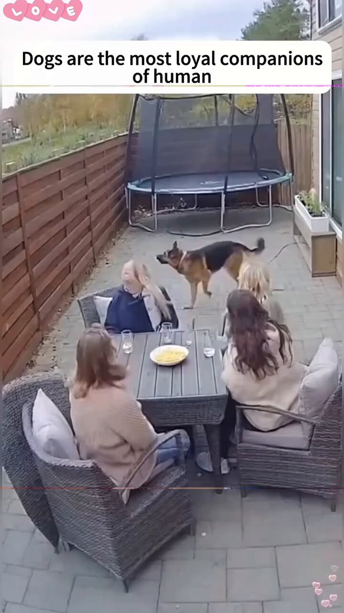 Dogs are so loyal and have a sixth sense for danger 👀
