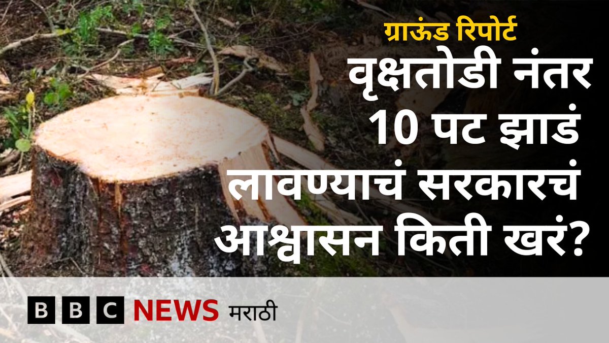 '74 हजार झाडं लावल्याचा दावा, प्रत्यक्षात मोजल्यावर भरली फक्त 363'; अनेकपट झाडं लावण्याचं आश्वासन किती पूर्ण होतं? – ग्राऊंड रिपोर्ट #tapovan #Tadoba #Environment #TreePlantation Devendra Fadnavis Girish Mahajan Pravin Sindhu Bhima Shinde 🇮🇳✊ Shrikant Bangale | श्रीकांत बंगाळे