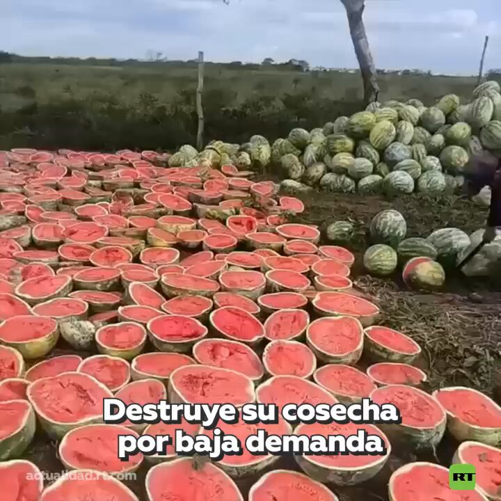 🇧🇷 Un agricultor en Brasil, después de sufrir una caída en la demanda y en los precios de sus productos, decidió destruir toneladas de sandías como protesta. ▶️