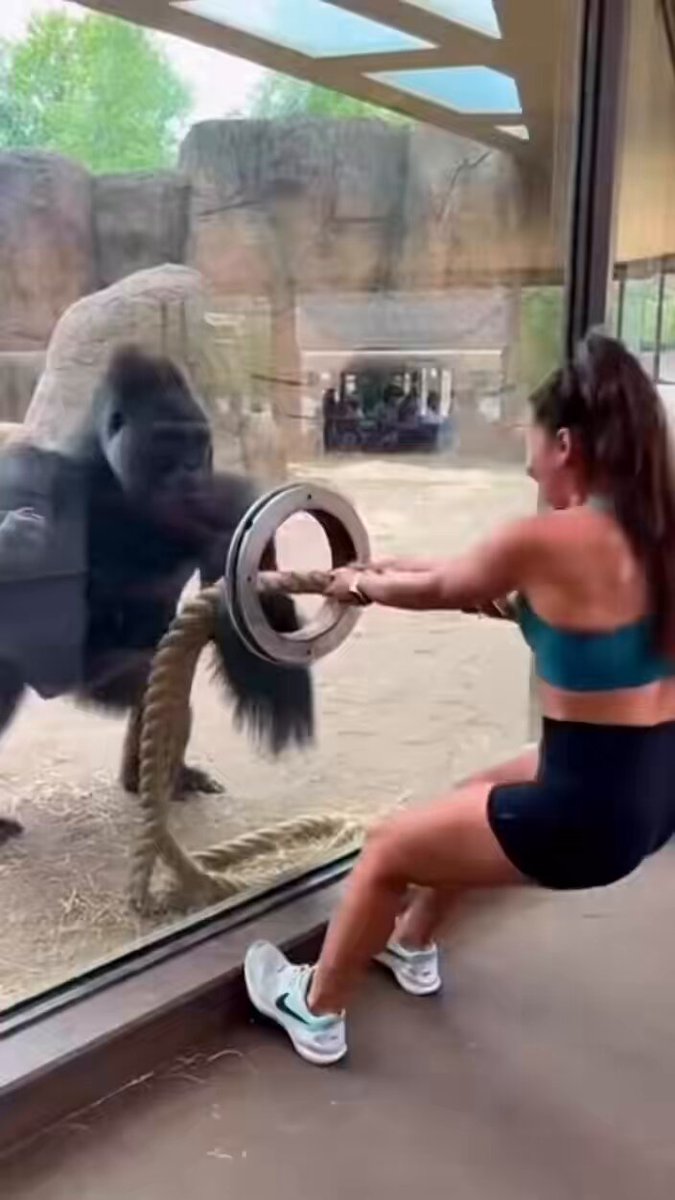 I heard he proposed and they got married 👰🦍❤️🤣😂