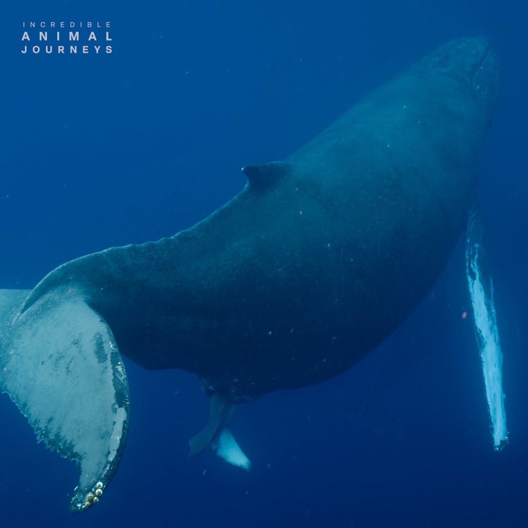 Rarely seen by humans, a humpback whale birth is a truly special moment 💙 Now that it has entered the world, this humpback calf will spend the next 10 years of its life growing to its full adult size. #IncredibleAnimalJourneys is now streaming on Disney+.