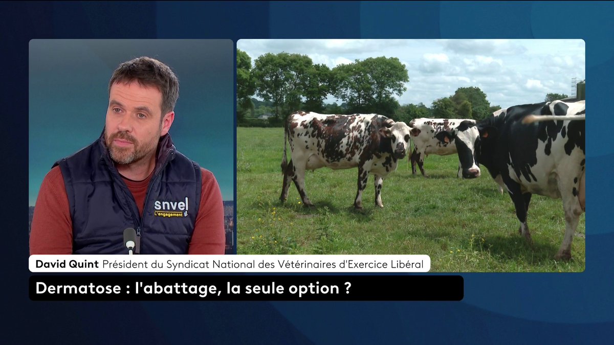🔴 🗣️ Dermatose nodulaire : "Garder des animaux potentiellement contagieux, c'est prendre un risque pour les autres", estime David Quint (David Quint), président du Syndicat National des Vétérinaires d'Exercice Libéral. Loïc de La Mornais #SurLeTerrain #Canal16