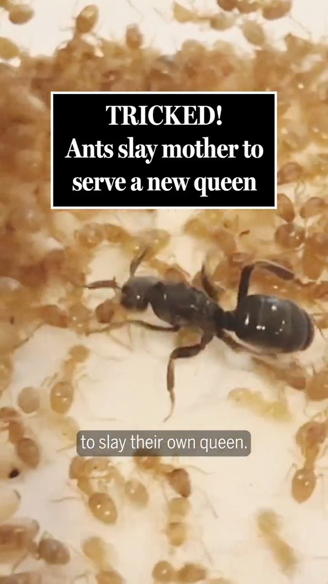 If ants could speak, the tunnels of some colonies would echo with cries of, “The queen is dead, long live the queen!” Utterly devoted to their matriarchs, these social insects sometimes go through regime change, when a usurper infiltrates an established ant colony, kills the host queen, and persuades the resident workers to serve her instead. But as scientists report, some of these so-called parasitic queens employ an even more devious strategy, one that seems lifted straight from Greek tragedy: manipulating worker ants into killing their own queen, who is, biologically speaking, also their mother. Learn more: News from Science