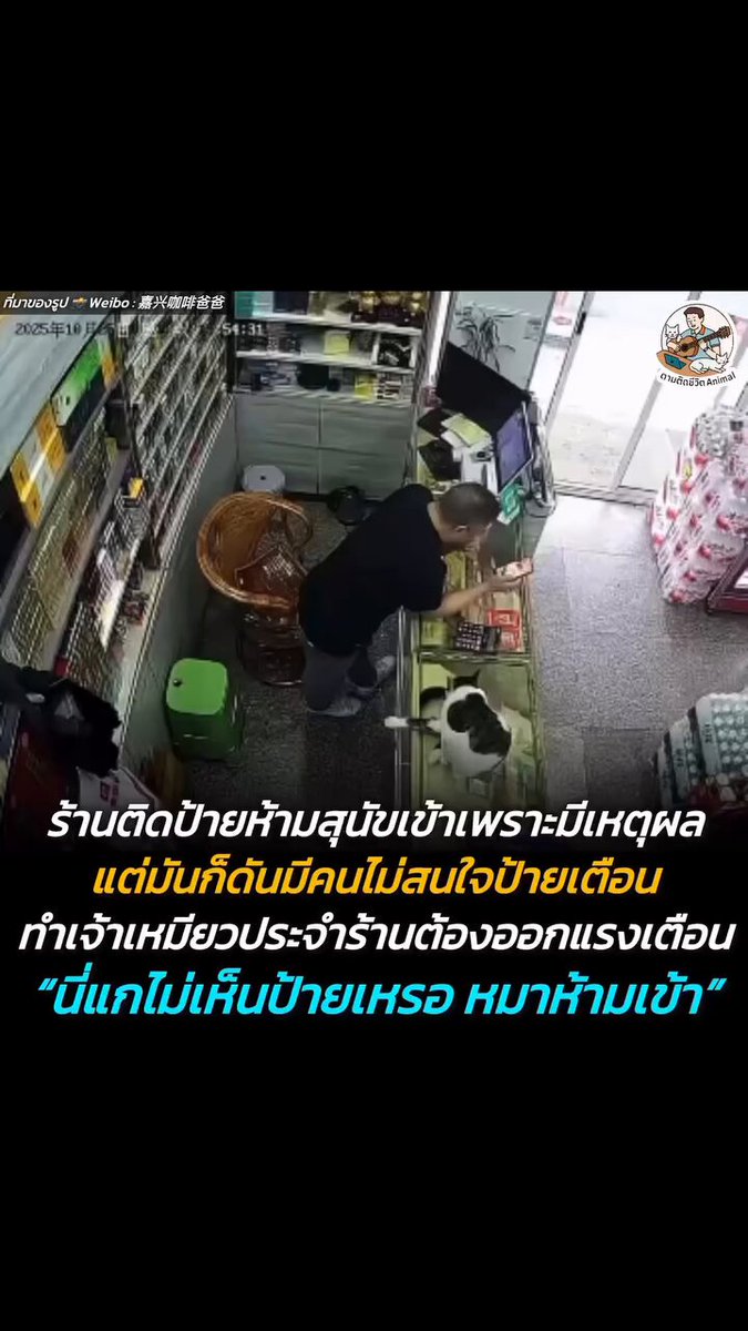 ร้านค้าแห่งหนึ่งได้ติดป้าย "ห้ามนำสุนัขเข้า" ไว้ที่ประตูอย่างชัดเจน แต่ก็ยังมีลูกค้าบางรายที่พาสุนัขเข้ามาในร้าน ซึ่งทันทีที่เจ้าตูบก้าวเข้ามาในอาณาเขตของร้าน แมวประจำร้านที่กำลังนั่งสบายๆ อยู่บนเคาน์เตอร์ ก็พุ่งตัวลงจากเคาน์เตอร์ ออกไปเตรียมฟัดกับหมาที่หน้าร้านทันที 😳 ป้ายที่ติดไว้ ไม่ใช่เจ้าของร้านเป็นห่วงว่าแมวจะถูกสุนัขรังแกหรอก แต่ความเป็นจริงกลับตรงกันข้าม เจ้าของต้องรีบเข้าไปห้าม เพราะกลัวว่า แมวของตัวเองจะทำร้ายสุนัขของลูกค้าต่างหาก 🤣 #แมว #หมา #ทาสแมว #อาณาจักรสัตว์โลก #ตามติดชีวิตAnimal