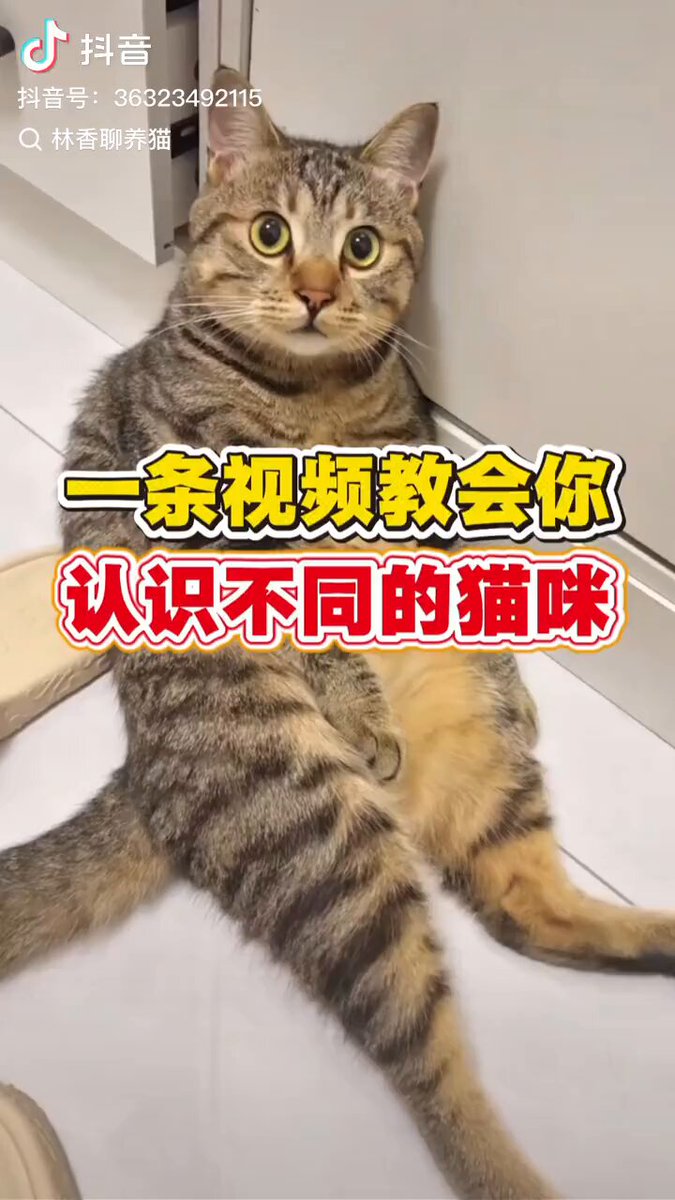 来来来，大家来一起认识不同的猫咪🐱