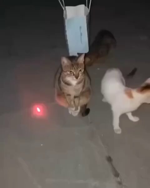 هذا أكبر دليل على إن القطوة مزاجية .. شوفوا شكلها 😃 ..