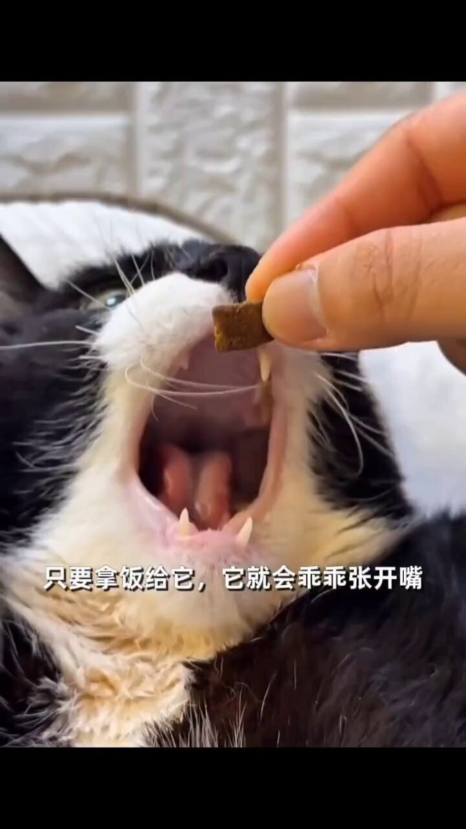 全身瘫痪的猫猫，在主人爱的滋养下，迎来了新生！