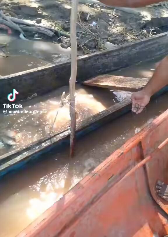 😳 I Wonder If They No Swimming Signs Posted? These Piranha Would Eat You In 30 Seconds! 😬