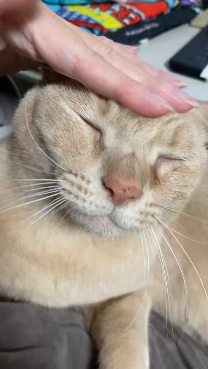 涙を拭かれても嫌がらないダニエル。 甘えん坊度がMAXになるとゴロゴロ越えてキュルキュル音が鳴る