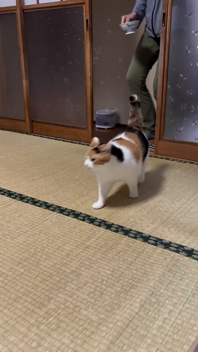 Such gentle and elegant cat, a very rare sight 😹