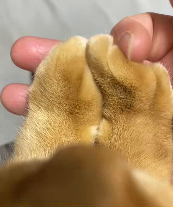 ふかふかが気持ちいい♥️ #猫 #茶トラ