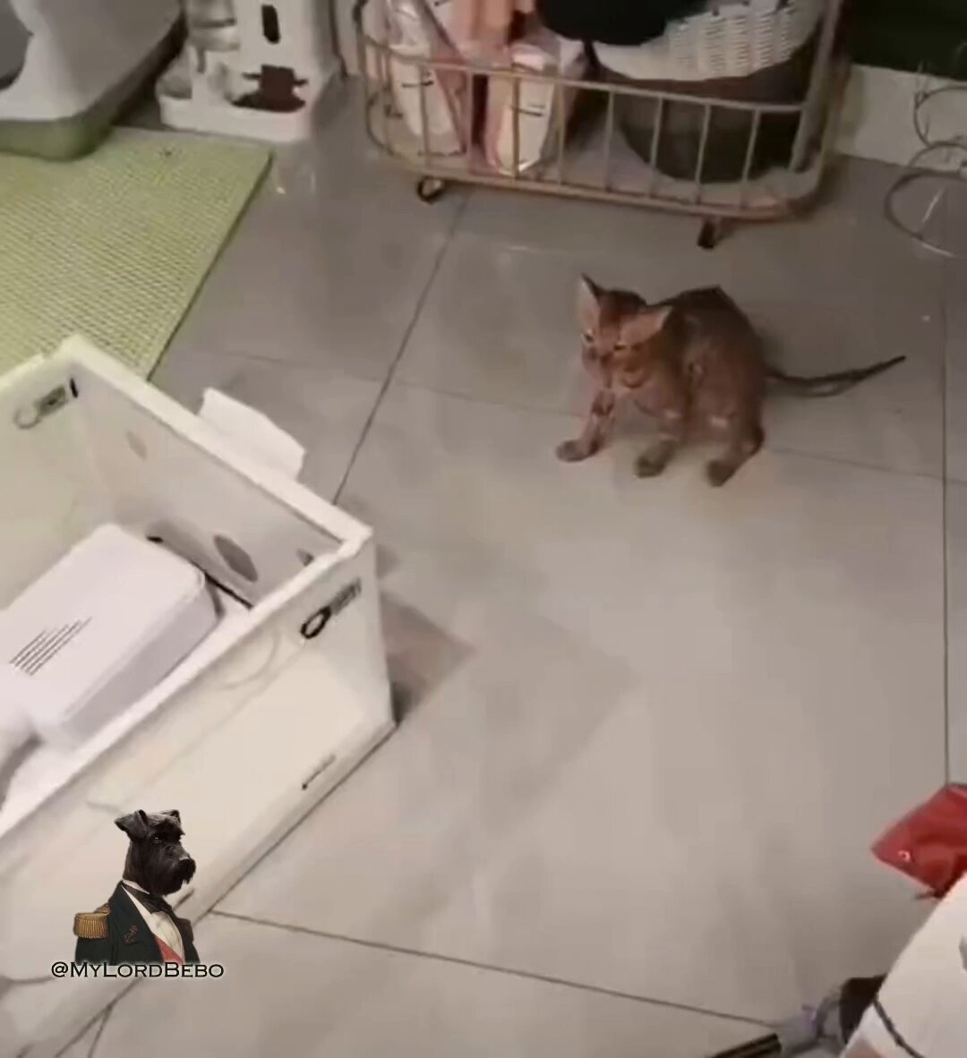 🇨🇳 A woman from China accidentally washed her cat. The poor thing was in the drum of a running washing machine for more than 10 minutes. The fluffy one was lucky and only suffered minor injuries to his paws. There was no need for a vet, the cat dried off and is feeling fine, and the owner promised to be more careful in the future.