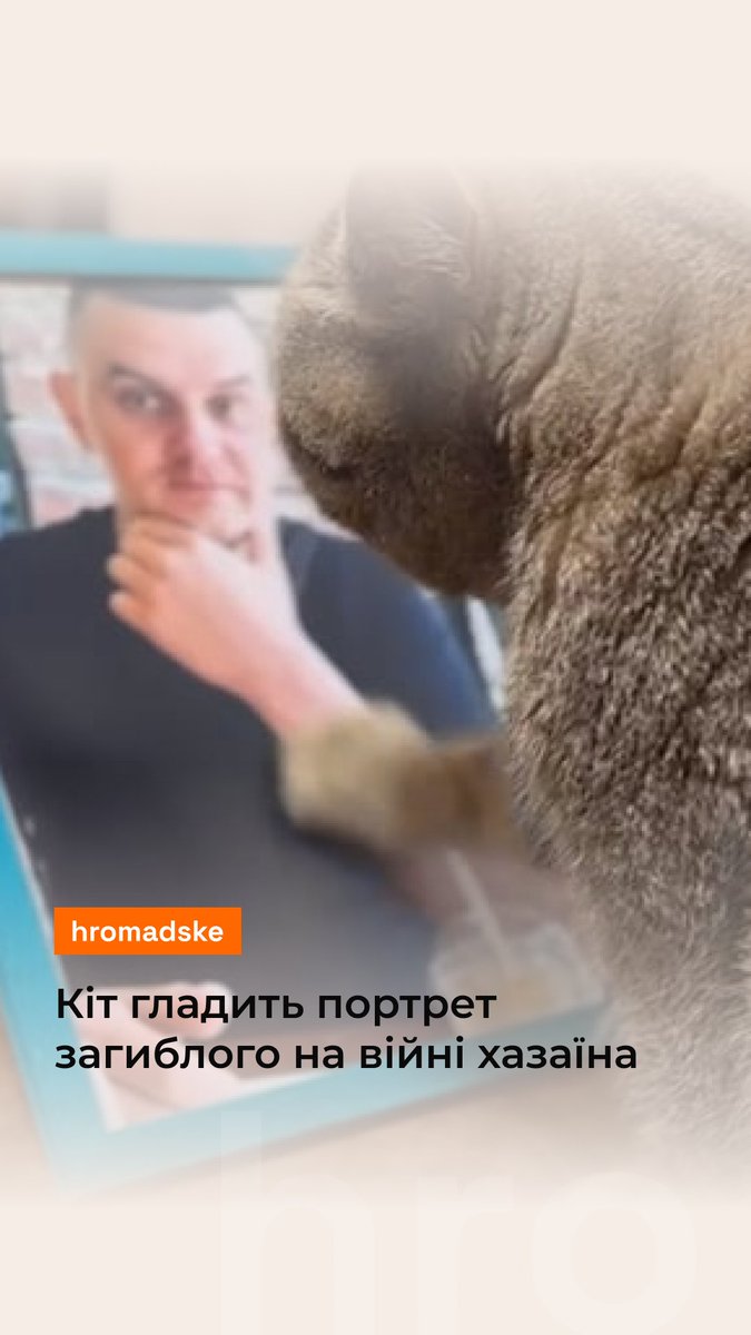 Хазяїн кота Фелікса Ігор загинув на війні. Тепер пухнастик часто гладить його портрет або кладе лапку на фото туди, де було поранення, розповідає дружина загиблого Відео: ira30a/ TikTok