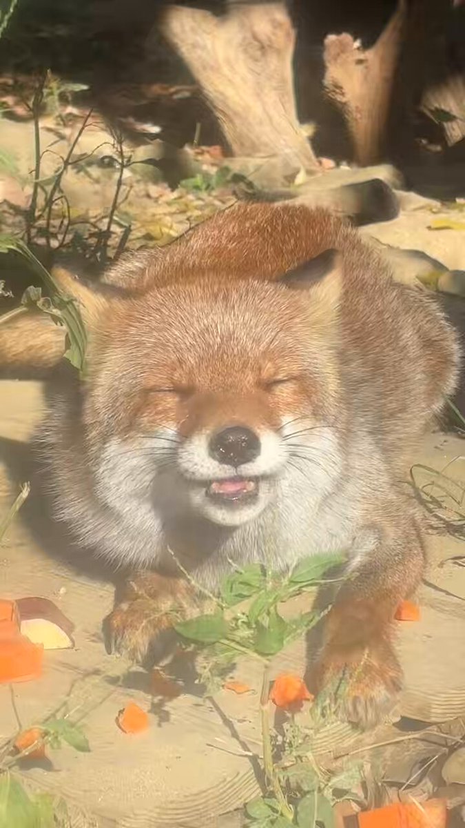 ニンジン食べる時の顔。