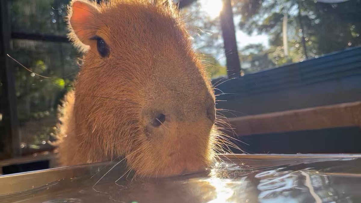 朝のゴクゴク水飲みタイム☀️ #ちくわとしらたき #浜松市動物園 #hamamatsuzoo #hamazoo #カピバラ