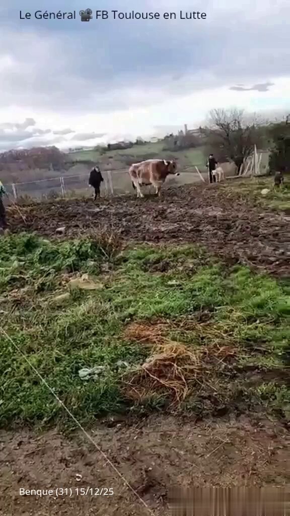 Ferme de #Benque (31) Un petit veau est né hier. Il tient à peine debout. Sa mère le lèche, le protège, l’aime déjà. Et pourtant… l’État, sur simple suspicion, se prépare à abattre tout le troupeau, y compris la mère. Pour ce petit: une mort imminente. HONTE! #dermatose #BFMTV
