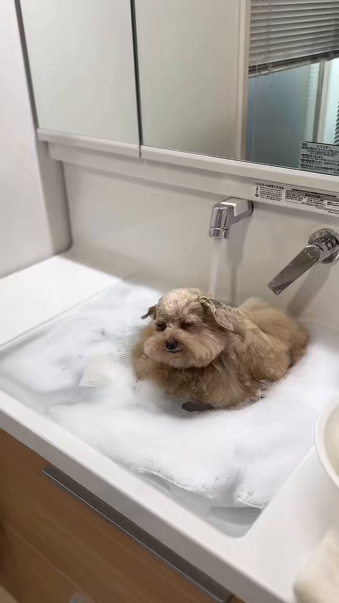 なんだかんだ気持ちよくなっちゃってる犬