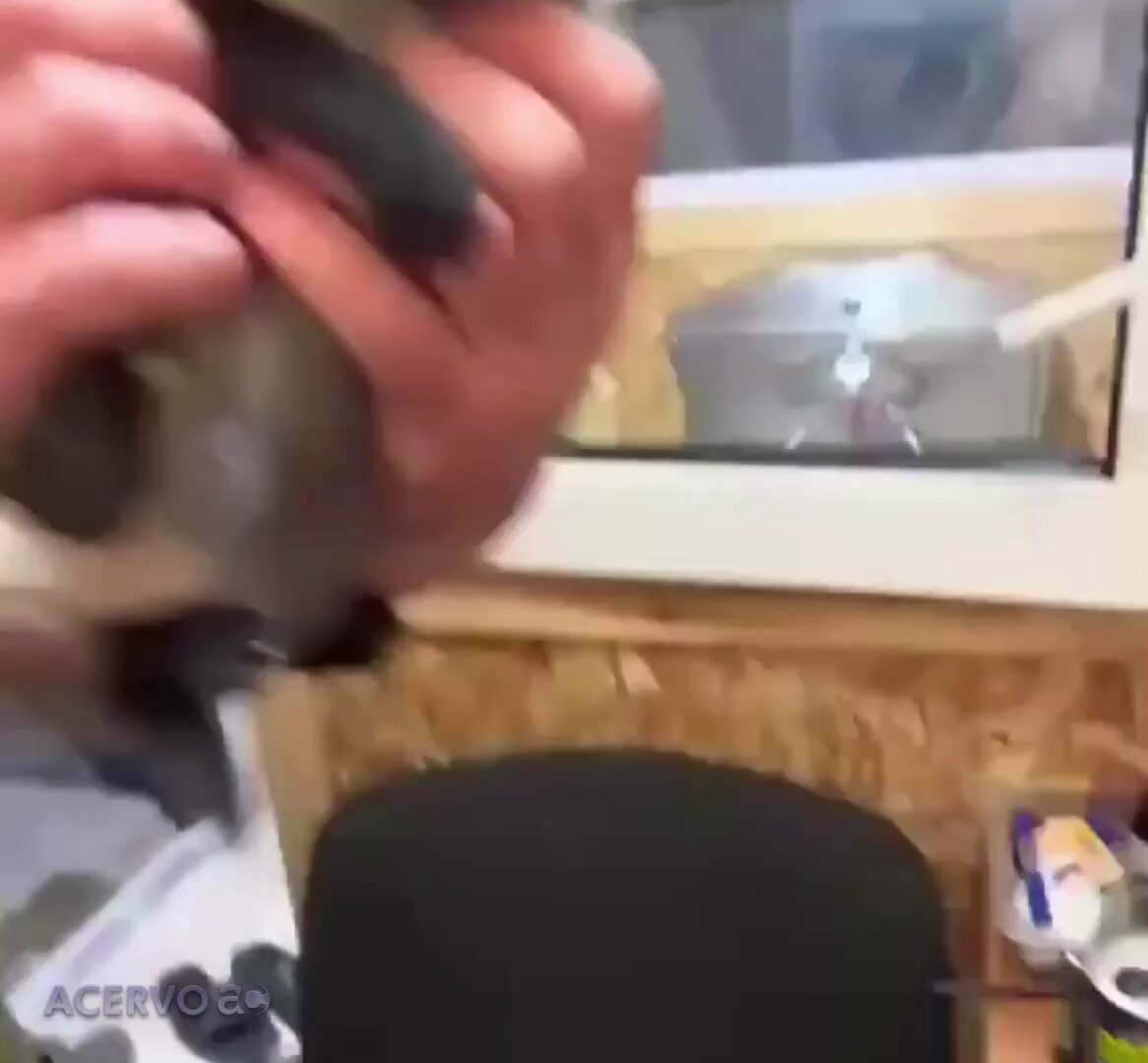 Homem tenta adotar um gatinho, mas ele não saía do lado do irmão, então acabou levando os dois.