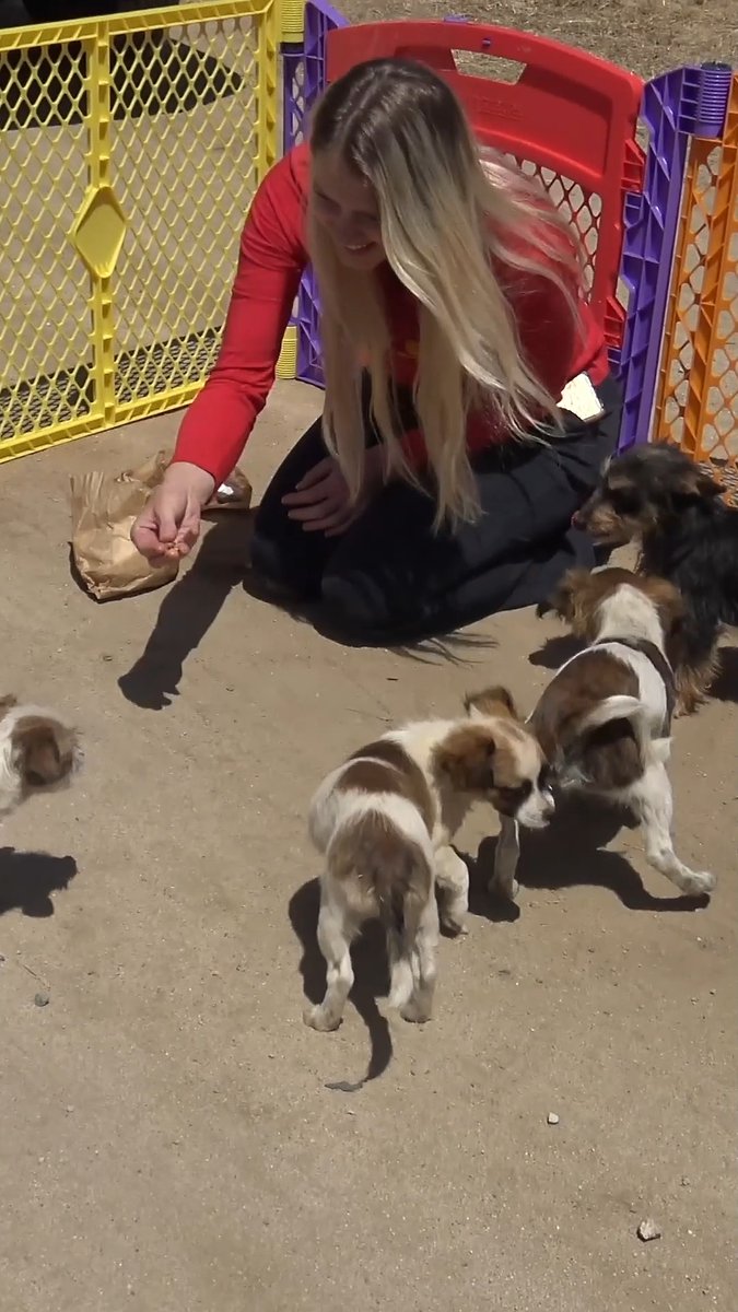 A mom and her puppies were abandoned in the desert. Loreta Frankonyte and I secured them using a really cool trick, and on our way back, we got another call for help with a kitten on the freeway. They agreed to join us, and together we saved little Napoleon. Both videos are on our website: 🐶🫶🐱 Your donation will send us on the next life-saving mission! For the cost of a cup of coffee, you can become a Hope For Paws member. Thanks.💝