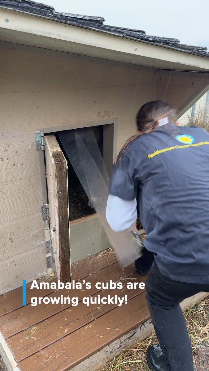 Even cheetah cubs need checkups! 🐆⚕️ Amabala's litter recently had their first veterinary exams, which included a physical exam, a blood draw, vaccinations and micro-chipping. Learn more about the exam and the results at