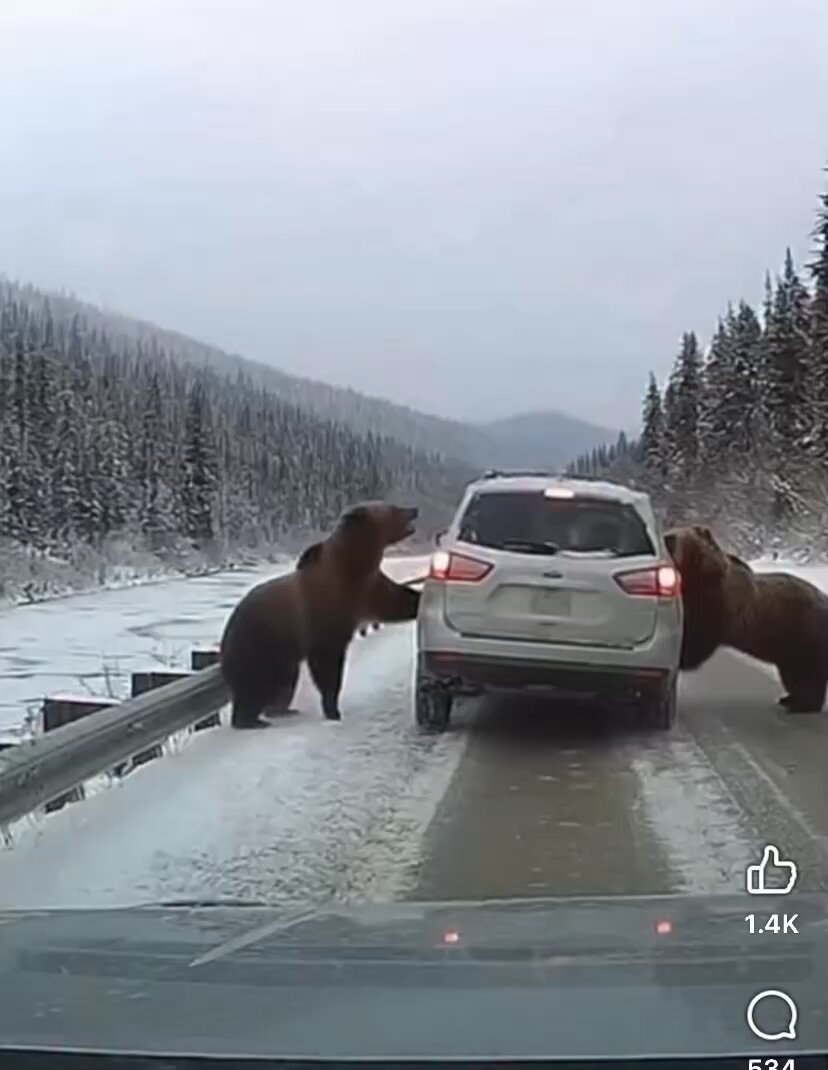 Here’s another video from the man claiming he’s photographing these bears. What do you think?