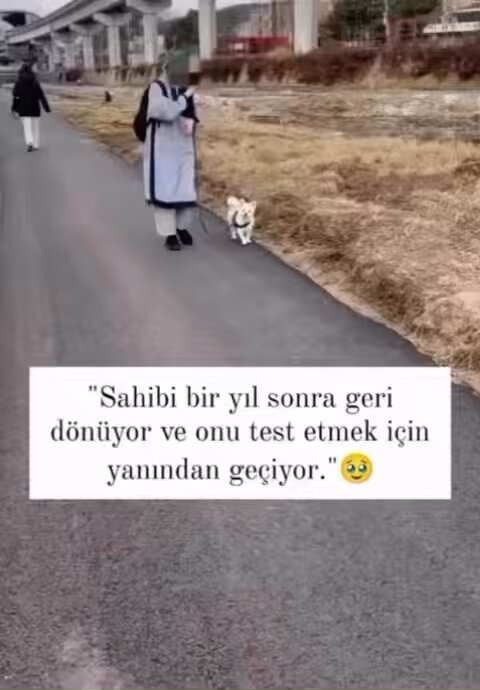 1 yıl sonra sahibi dönünce acaba tanıyacak mı diye test etmişler köpüşü ! Videodan çıkmadım yemin ederim 🥹