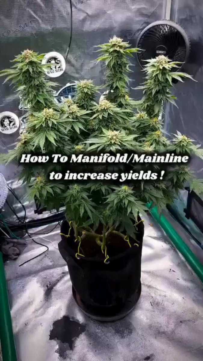 Manifold for bigger yields: yes or no? 🌱