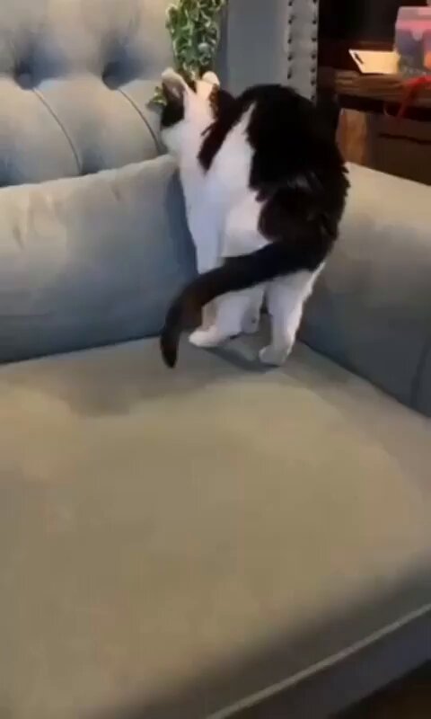 Koltukta tam daire olacak şekilde kıvrılıp uyuyan kedi.