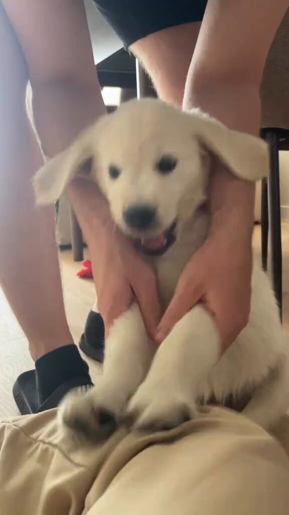 Golden Retriever … charakterystyka z przymrużeniem oka, ale czy mija się z prawdą? 😉😈