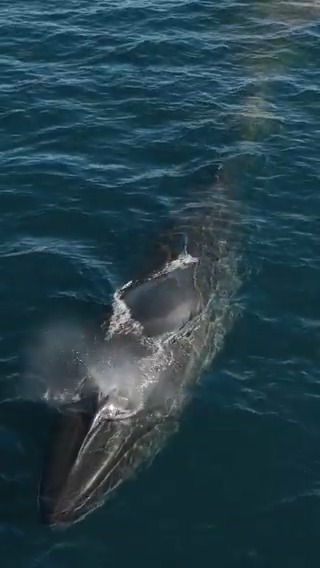 🔵“SEI, la ballena desconocida” es un documental basado en una investigación liderada por un biólogo del CONICET.⬇️