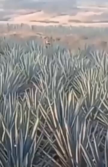 Un león en un campo de agave en Nayarit: ¿y la PROFEPA? Un video grabado por jornaleros en Ixtlán del Río, Nayarit, muestra a un león amarrado en medio de plantaciones de agave. La presencia de un felino de este tamaño fuera de cualquier instalación autorizada apunta directamente a tenencia ilegal. Y a posibles condiciones de maltrato, además de un riesgo para trabajadores y población cercana. Hasta ahora, el presidente municipal de Ixtlán del Río, el morenista José Guillermo Ramírez Jiménez, no se ha pronunciado. No existe información pública de que las autoridades locales hayan presentado alguna denuncia ante PROFEPA. El sur de Nayarit tiene una alta presencia operativa del CJNG, que usa la zona sur del estado como área de cultivo de marihuana. Tan solo en 2025 se destruyeron más de 2.5 millones de plantas de marihuana en distintos operativos, según datos oficiales de la Secretaría de Marina (Semar) y comunicados del Gabinete de Seguridad. El 3 de diciembre, un mega plantío de más de 90 mil plantas fue detectado y destruido por la Semar en Ixtlán del Río. La tenencia de grandes felinos es una práctica común dentro del crimen organizado, por lo que no puede descartarse que este animal esté relacionado. Si el león se encuentra deambulando o aún está amarrado, corresponde a PROFEPA rastrear su origen y proceder a su aseguramiento inmediato para resguardo. En caso de que se trate de un animal con permisos legales. Debe señalarse que SEMARNAT bajó el mando de Alicia Bárcena junto con PROFEPA de Mariana Boy, han normalizado que la posesión de grandes felinos ocurra bajo condiciones que no son estrictamente supervisadas. Y que representan un riesgo real tanto para el animal como para las personas. ¿Qué va hacer la PROFEPA? ¿Realizará una inspección en la zona o se limitara a que sí ya nadie lo reporta "no pasó nada"?