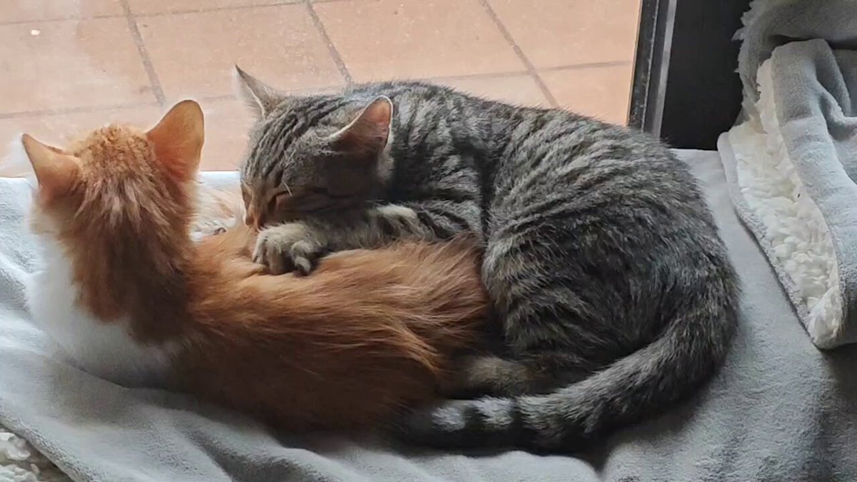 En casa tenemos un nuevo terapeuta que practica con su hermanito dandole masajes. Se llama Guardian y el naranjita se llama Sunny. Pronto les abriré redes sociales para que veais mas de sus vidas gatunas y que os saquen una sonrisa terapéutica. 😹😹😹